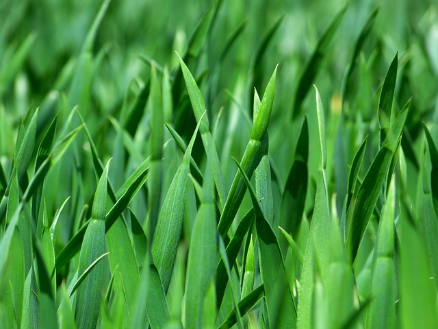 Tips for growing grass in Buffalo, NY Tips for growing grass in Buffalo, NY